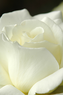 포토 JPG 해외이미지 꽃잎 꽃 행복 종교 백그라운드 꽃무늬 자연 벽지 결혼식 휴식 발렌타인데이 선물 사랑 사람없음 장미 평화 정원 벚꽃 흰색 축하 신선 화려 우아함 닫기 심볼 향수 묘사 싱글 냄새 해외202004 해외포토 식물 감정 컬러 결혼 컨셉 무늬 모션 데이이벤트 화장품 생태계 파일형식 이미지허브