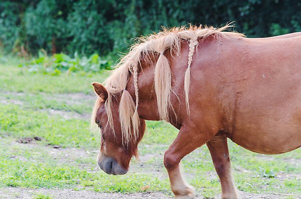 포토 JPG 해외이미지 동물 척추동물 한마리 포유류 자연 사람없음 초록색 반려동물 달리기 농장 갈색 가축 힘 경쟁 농촌 승차 방목 먹기 배고픔 묘사 귀 갈기 수의사 방목장 해외202004 해외포토 1 컬러 컨셉 농업 모션 신체부위 의사 시골 축산업 생태계 파일형식 이미지허브