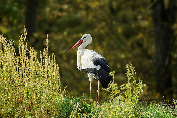 포토 JPG 해외이미지 동물 응시 공원 유럽 야생동물 포즈 백그라운드 오렌지 자연 조류 동물원 서기 사람없음 야외 빨간색 초록색 머리 검은색 흰색 닫기 묘사 부리 보케 날카로움 부드러움 목 동물상 블러 황새 해외202004 해외포토 시선 공공시설 나라 컬러 과일 모션 신체부위 조형물 감각 생태계 파일형식 이미지허브