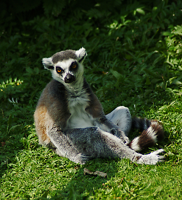포토 JPG 해외이미지 동물 잎 포유류 휴식 피곤 그림자 앉기 사람없음 초록색 검은색 나뭇가지 원형 노려봄 마다가스카르 해외202004 해외포토 도형 나무 식물 컬러 컨셉 모션 표정 파일형식 이미지허브