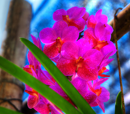 포토 JPG 해외이미지 식물 계절 꽃잎 꽃 꽃다발 백그라운드 꽃무늬 자연 선물 사람없음 장식 초록색 여름 머리 정원 스파 화목 봄 활발 개화 난초 고급 우아함 맛 냄새 아로마 향 단아함 해외202004 해외포토 컬러 컨셉 무늬 신체부위 생태계 파일형식 이미지허브