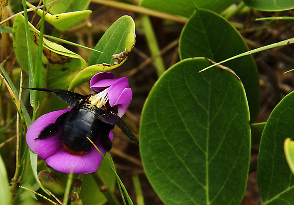 포토 JPG 해외이미지 식물 동물 꽃 야생동물 분홍색 곤충 밭 날개 자연 털 안테나 사람없음 여름 노란색 검은색 줄무늬 작업 벌레 작음 수분 벌 꽃가루 꿀 솜털 호박벌 해외202004 해외포토 계절 컬러 무늬 농업 통신 벌_곤충 크기 가루 생태계 파일형식 이미지허브