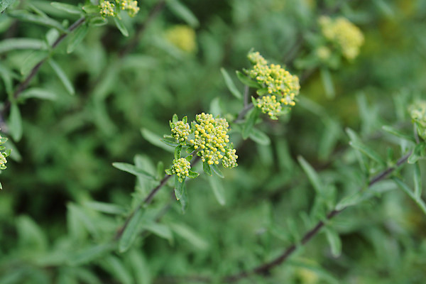 포토 JPG 해외이미지 식물 꽃 잎 자연 사람없음 야외 초록색 노란색 정원 봄 닫기 해외202004 해외포토 계절 컬러 모션 생태계 파일형식 이미지허브