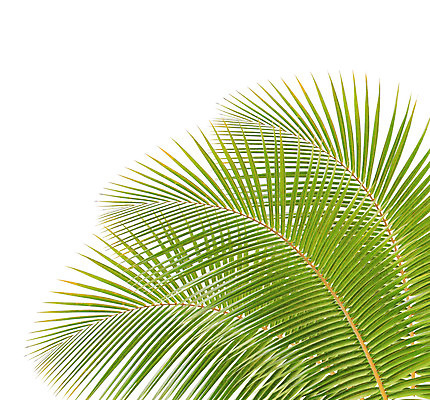 포토 JPG 해외이미지 나무 식물 줄기 백그라운드 잎 패턴 곡선 자연 손바닥 사람없음 초록색 여름 성장 흰색 나뭇가지 숲 코코넛 고립 해외202004 해외포토 손 계절 선 컬러 무늬 과일 생태계 파일형식 이미지허브