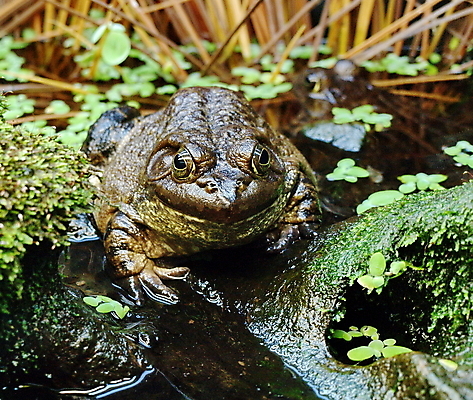포토 JPG 해외이미지 동물 공원 야생동물 백그라운드 잎 자연 새로움 개구리 양서류 앉기 사람없음 야외 초록색 물 갈색 우주 환경 점프 관찰 연못 숲 큼 통나무 진흙 두꺼비 내추럴 못생김 해외202004 해외포토 자연요소 나무 식물 공공시설 컬러 컨셉 모션 크기 생태계 파일형식 이미지허브