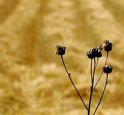 포토 JPG 해외이미지 밭 자연 사람없음 태양 농장 농경지 줄무늬 수확 업무 황금 낟알 밀 블러 해외202004 해외포토 자연요소 무늬 농업 곡류 작업 생태계 파일형식 이미지허브