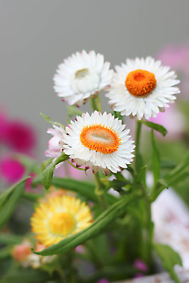 포토 JPG 해외이미지 식물 꽃잎 꽃 분홍색 꽃다발 백그라운드 꽃무늬 오렌지 자연 벽지 사람없음 빨간색 컬러풀 노란색 정원 보라색 벚꽃 밀짚 내추럴 해외202004 해외포토 컬러 무늬 과일 짚 생태계 파일형식 이미지허브