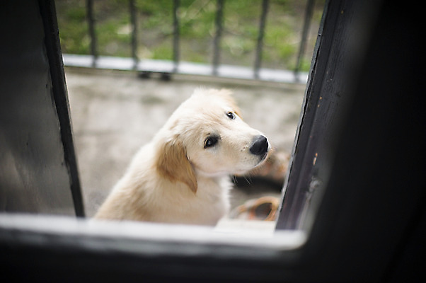포토 JPG 해외이미지 동물 한마리 남자 행복 새끼 주택 실내 사람없음 반려동물 우정 방 황금 닫기 개 골든리트리버 리트리버 강아지 송곳니 유래 해외202004 해외포토 1 감정 포유류 모션 사람 내부 건물 친구 치아 파일형식 이미지허브