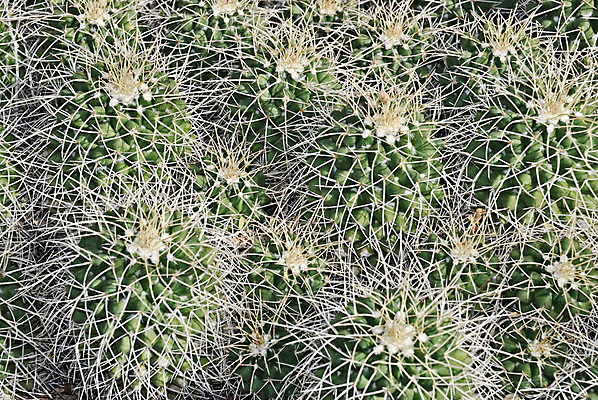 포토 JPG 해외이미지 식물 꽃무늬 자연 선인장 사람없음 장식 초록색 여름 정원 사막 흰색 못 가시 그룹 닫기 척추 묘사 생물학 날카로움 스파이크 찌르기 영원 이국적 해외202004 해외포토 계절 교육 꽃 컬러 무늬 모션 뼈 공구 생태계 파일형식 이미지허브