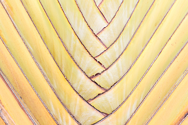 포토 JPG 해외이미지 모양 나무 식물 디자인 선 줄기 분홍색 백그라운드 잎 패턴 신체 오렌지 자연 추상 바나나 손바닥 사람없음 야외 빨간색 초록색 컬러풀 갈색 여행객 환경 보라색 줄무늬 성장 닫기 피부 묘사 유기농 질감 내추럴 강렬 특별함 해외202004 해외포토 손 웰빙 컬러 컨셉 무늬 과일 모션 사람 신체부위 생태계 파일형식 이미지허브