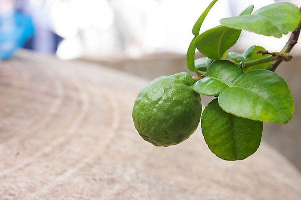 포토 JPG 해외이미지 나무 아시아 백그라운드 채소 과일 재료 태국 귤 주택 동양인 사람없음 초록색 물 성장 가을 수비 허브 향신료 유기농 매움 아로마 라임 샴푸 뒤뜰 린스 이국적 제어 해외202004 해외포토 자연요소 식물 웰빙 계절 나라 컬러 모션 인종 건물 위생용품 맛 향미료 파일형식 이미지허브