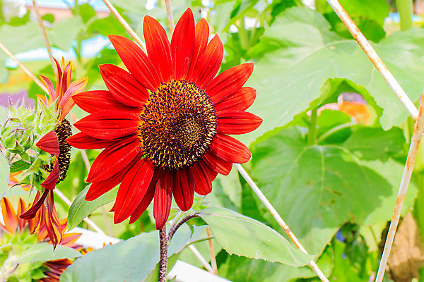 포토 JPG 해외이미지 식물 계절 꽃잎 꽃 산업 백그라운드 잎 꽃무늬 밭 농업 오렌지 자연 하늘 해바라기 씨앗 풍경 사람없음 야외 초록색 여름 파란색 햇빛 태양 노란색 머리 우주 맑음 봄 이탈리아 성장 벚꽃 원형 개화 그룹 싱글 유기농 내추럴 해외202004 해외포토 자연요소 도형 웰빙 유럽 컬러 무늬 과일 날씨 신체부위 생태계 파일형식 이미지허브