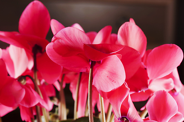 포토 JPG 해외이미지 식물 꽃잎 꽃 화초 분홍색 백그라운드 꽃무늬 자연 사람없음 빨간색 초록색 정원 보라색 벚꽃 흰색 개화 내추럴 해외202004 해외포토 컬러 무늬 생태계 파일형식 이미지허브