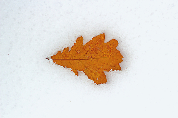 포토 JPG 해외이미지 식물 계절 공원 백그라운드 잎 겨울 자연 추상 사람없음 야외 가로 컬러풀 갈색 환경 냉동 얼음 활발 추위 슬픔 흰색 고독 숲 묘사 질감 서리 시들음 정맥 내추럴 고립 폭설 눈내림 해외202004 해외포토 자연요소 공공시설 감정 컬러 컨셉 무늬 눈_날씨 자연재해 생태계 혈관 파일형식 이미지허브