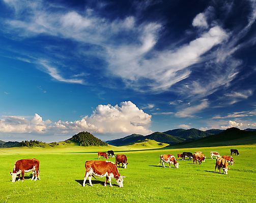 포토 JPG 해외이미지 주간 풍경 사람없음 야외 농경지 맑음 가축 목장 시골 소 산악지대 해외202004 해외포토 자연요소 동물 포유류 날씨 산 농장 파일형식 이미지허브