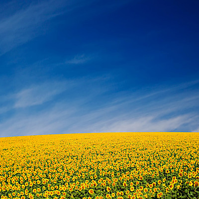 포토 JPG 해외이미지 식물 꽃 문화 지구 백그라운드 밭 농업 오렌지 자연 하늘 해바라기 풍경 사람없음 야외 초록색 여름 파란색 농작물 컬러풀 농장 노란색 봄 활발 프랑스 성장 시골 큼 땅 흐림 내추럴 강렬 밭일 해외202004 해외포토 계절 유럽 산업 컬러 컨셉 과일 날씨 크기 생태계 파일형식 이미지허브
