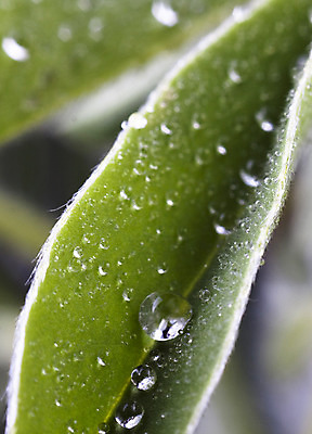 포토 JPG 해외이미지 식물 줄기 백그라운드 잎 패턴 자연 표면 아침 잔디 사람없음 야외 장식 초록색 물 여름 파란색 빛 햇빛 반사 환경 정원 거품 젖음 성장 물방울 신선 원형 액체 칼날 이슬 빗방울 허브 순수 질감 고립 여의주 해외202004 해외포토 주간 자연요소 도형 계절 컬러 컨셉 무늬 태양 비_날씨 생태계 파일형식 이미지허브