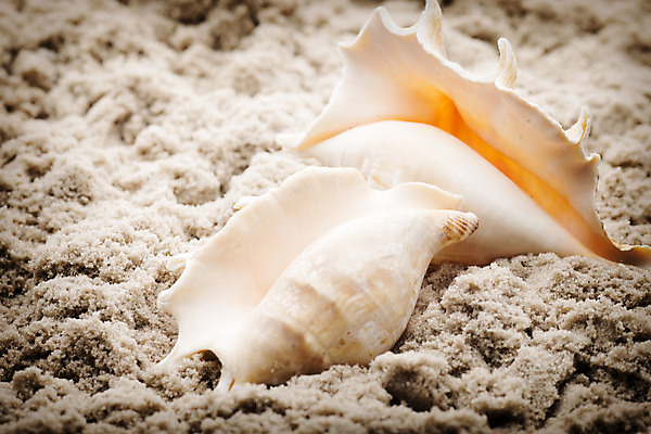 포토 JPG 해외이미지 별 모래 바다 백그라운드 컨셉 자연 불가사리 프레임 해변 사람없음 여름 햇빛 껍질 흰색 산호 심볼 오브젝트 기념품 태평양 가리비 고립 해외202004 해외포토 자연요소 계절 컬러 조개 극피동물 태양 자포동물 생태계 파일형식 이미지허브