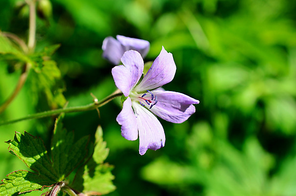 포토 JPG 해외이미지 식물 계절 꽃 꽃무늬 자연 휴식 사람없음 야외 목재 가로 햇빛 환경 맑음 벚꽃 흰색 개화 닫기 제라늄 해외202004 해외포토 나무 컬러 컨셉 무늬 재료 모션 날씨 태양 생태계 파일형식 이미지허브