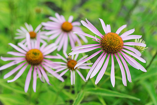 포토 JPG 해외이미지 식물 꽃잎 꽃 분홍색 자연 건강 사람없음 야외 가로 빨간색 초록색 여름 약 머리 정원 맑음 보라색 활발 벚꽃 약초 허브 화단 꽃가루 커뮤니티 원뿔 내추럴 면역력 해외202004 해외포토 도형 계절 컬러 컨셉 의학 날씨 신체부위 풀_식물 가루 생태계 파일형식 이미지허브