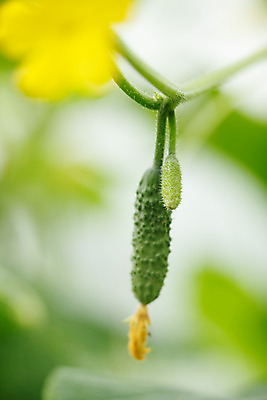포토 JPG 해외이미지 식물 여자 음식 잎 농업 채소 오이 파프리카 관리 사람없음 빨간색 초록색 농장 흙 모임 수확 성장 시골 신선 농부 수집 허브 유기농 내추럴 숙성 오이피클 세련 해외202004 해외포토 직업 웰빙 산업 컬러 사람 피클 파일형식 이미지허브