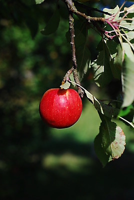 포토 JPG 해외이미지 나무 잎 과일 건강 사람없음 빨간색 여름 정원 가을 나뭇가지 사과 원예 바이오 해외202004 해외포토 식물 계절 컬러 취미 파일형식 이미지허브