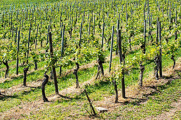 포토 JPG 해외이미지 식물 잎 밭 농업 과일 자연 포도 독일 풍경 사람없음 초록색 와인 계곡 봄 성장 나뭇가지 시골 신선 포도밭 포도나무 질서 내추럴 밭일 양조장 옛날 해외202004 해외포토 나무 계절 유럽 산업 컬러 주류 예절 과일나무 생태계 파일형식 이미지허브