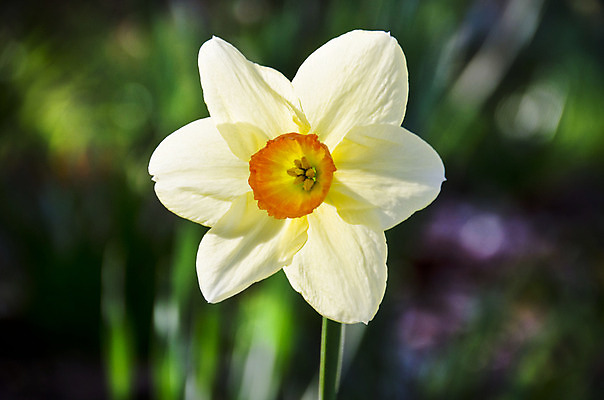 포토 JPG 해외이미지 식물 계절 꽃잎 꽃 백그라운드 자연 사람없음 햇빛 태양 노란색 정원 맑음 봄 벚꽃 시간 개화 큼 과수원 묘사 수선화 내추럴 해외202004 해외포토 자연요소 컬러 농업 날씨 크기 생태계 파일형식 이미지허브