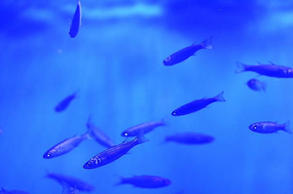 포토 JPG 해외이미지 식물 야생동물 바다 백그라운드 자연 어류 풍경 사람없음 초록색 물 파란색 컬러풀 세계 바닷속 수중 줄무늬 거품 투명 해조류 산호 큼 장어 다이빙 꼬리 상어 암초 수족관 해파리 석호 스펀지 내추럴 광 깊이 소금물 평야 해외202004 해외포토 자연요소 동물 컬러 무늬 수영 수중동물 해양식물 자포동물 크기 생태계 수중스포츠 파일형식 이미지허브