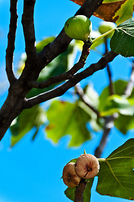 포토 JPG 해외이미지 나무 식물 음식 백그라운드 잎 농업 다이어트 과일 재료 자연 디저트 건강 사람없음 초록색 여름 농장 정원 가을 물방울 나뭇가지 신선 달콤 떨어짐 지중해 먹기 묘사 유기농 날것 무화과 내추럴 숙성 식용 이국적 해외202004 해외포토 웰빙 계절 산업 바다 컬러 컨셉 모션 맛 생태계 파일형식 이미지허브