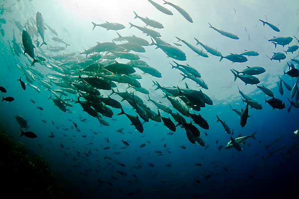 포토 JPG 해외이미지 동물 교육 바다 여행 학교 어류 사람없음 물 수중 중앙아메리카 다이빙 벨리즈 지느러미 암초 온두라스 해외202004 해외포토 자연요소 아메리카 수영 수중동물 수중스포츠 파일형식 이미지허브