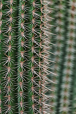 포토 JPG 해외이미지 모양 식물 백그라운드 잎 패턴 자연 추상 선인장 건조 사람없음 초록색 물 정원 사막 성장 신선 못 위험 척추 묘사 질감 날카로움 스파이크 리빙 내추럴 해외202004 해외포토 자연요소 컬러 컨셉 무늬 뼈 공구 생태계 파일형식 이미지허브