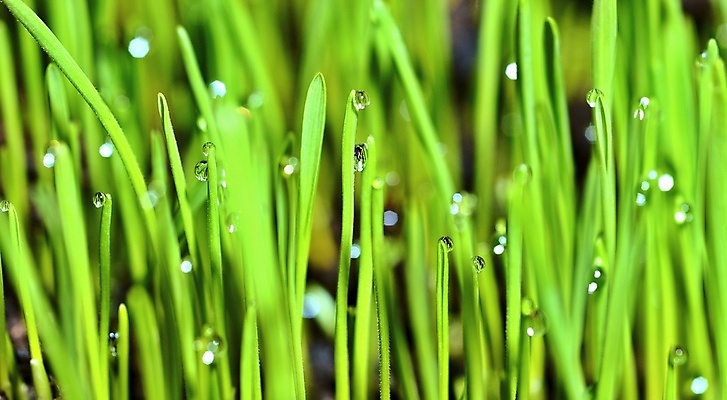 포토 JPG 해외이미지 식물 백그라운드 잎 자연 잔디 사람없음 가로 초록색 물 환경 정원 거품 젖음 성장 물방울 신선 액체 떨어짐 이슬 밀 빗방울 순수 해외202004 해외포토 자연요소 컬러 컨셉 곡류 비_날씨 생태계 파일형식 이미지허브
