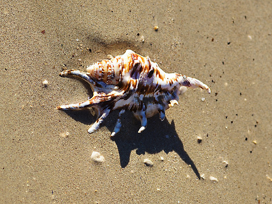 포토 JPG 해외이미지 계절 모래 파도 바다 여행 백그라운드 컨셉 자연 휴가 조개 휴식 연체동물 해변 사람없음 야외 세로 여름 파란색 모래사장 햇빛 여행객 맑음 침묵 껍질 흰색 뜨거움 황금 소라 떨어짐 휴양지 이국적 터키석 파라다이스 해외202004 해외포토 컬러 날씨 어패류 무척추동물 사람 태양 소리 장소 보석 생태계 파일형식 이미지허브