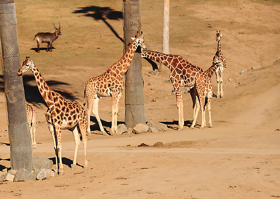 포토 JPG 해외이미지 동물 커플 야생동물 2 포유류 아프리카 자연 사람없음 야외 환경 쌍 그룹 황무지 큼 기린 사파리 목 케냐 서식지 내추럴 마사이족 사바나 전국 해외202004 해외포토 나라 관계 신체부위 크기 생태계 파일형식 이미지허브