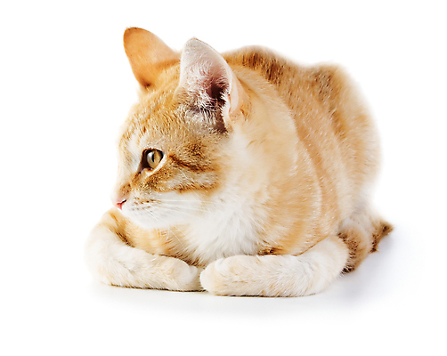 포토 JPG 해외이미지 동물 캐릭터 1 응시 얼굴 포즈 백그라운드 오렌지 장난 포유류 모션 자연 수염 털 기술 사랑 앉기 사람없음 빨간색 세로 반려동물 갈색 머리 고양이 우정 흰색 기다림 유머 큼 예측 호기심 싱글 코 부드러움 얼룩무늬 솜털 노려봄 고립 돌봄 해외202004 해외포토 시선 감정 컬러 컨셉 무늬 과일 표정 신체부위 친구 감각 크기 생태계 파일형식 이미지허브