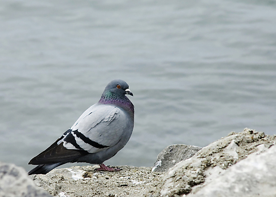 포토 JPG 해외이미지 야생동물 자연 조류 사람없음 야외 비둘기 해외202004 해외포토 동물 생태계 파일형식 이미지허브