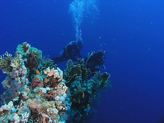포토 JPG 해외이미지 식물 동물 야생동물 자연 표면 어류 사람없음 물 반사 수중 투명 스노클링 산호 잠수부 다이빙 암초 동물상 해외202004 해외포토 자연요소 조형물 수영 수중동물 수상스포츠 자포동물 전문직 생태계 수중스포츠 파일형식 이미지허브