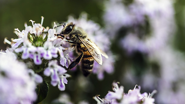 포토 JPG 해외이미지 식물 계절 꽃잎 꽃 실루엣 음식 곤충 잎 봄꽃 자연 날씨 사람없음 초록색 파란색 컬러풀 정원 봄 활발 에너지 시골 작업 개화 남색 원예 꽃가루 로즈메리 고립 영양분 해외202004 해외포토 동물 컬러 컨셉 촬영기법 취미 가루 허브 생태계 파일형식 이미지허브