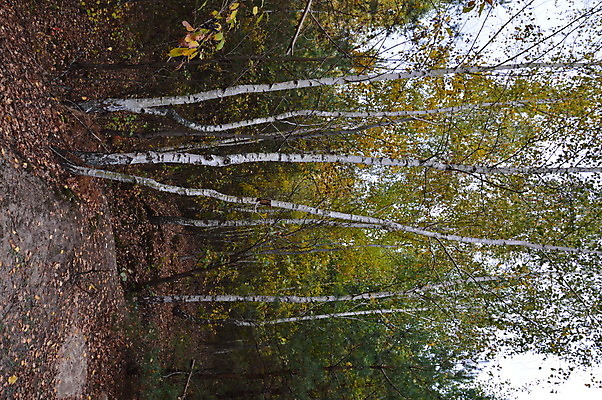 포토 JPG 해외이미지 나무 식물 계절 공원 백그라운드 단풍 잎 자연 아침 풍경 사람없음 야외 빨간색 초록색 빛 컬러풀 노란색 활발 가을 숲 해외202004 해외포토 주간 공공시설 컬러 컨셉 생태계 파일형식 이미지허브