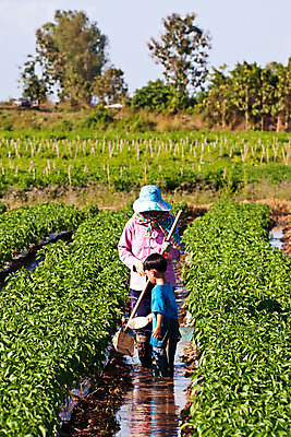 포토 JPG 해외이미지 식물 문화 음식 밭 농업 채소 자연 고추 씨앗 풍경 두명 초록색 농장 흙 손상 시장 농부 땅 유기농 원예 시스템 후추 성분 거름 깨짐 밭일 수유 해외202004 해외포토 직업 웰빙 산업 컬러 컨셉 사람 취미 향신료 생태계 파일형식 이미지허브