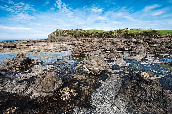 포토 JPG 해외이미지 나무 바다 사람없음 목재 썰물 뉴질랜드 통나무 화석 선사시대 고고학 고체 지질학 해외202004 해외포토 식물 교육 재료 역사 오세아니아 파일형식 이미지허브