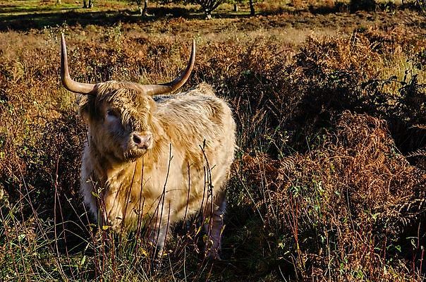 포토 JPG 해외이미지 나무 동물 계절 포유류 자연 영국 털 뿔 사람없음 야외 금발 농장 갈색 가축 소고기 가을 시골 소 닫기 씻기 생강 산악지대 기르기 양치류 스코틀랜드 해외202004 해외포토 식물 헤어스타일 유럽 컬러 농업 채소 모션 산 육류 청결 생태계 돌봄 파일형식 이미지허브