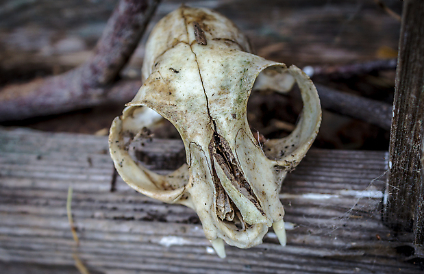 포토 JPG 해외이미지 동물 외관 벽 백그라운드 밭 농업 건축양식 자연 하늘 뼈 주택 풍경 사람없음 야외 내부 건물 목재 여름 빛 농가 농장 문 목장 방 수확 골동품 시골 죽음 치아 땅 버리기 복고 캘리포니아 헛간 외양간 그런지 깨짐 밭일 썩음 옛날 판잣집 해골모형 해외202004 해외포토 나무 건축물 계절 건축 산업 컨셉 재료 모션 모형 미국 소화기관 생태계 저장고 파일형식 이미지허브