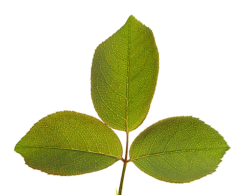 포토 JPG 해외이미지 나무 식물 디자인 백그라운드 잎 꽃무늬 패턴 자연 추상 건강 사람없음 초록색 빛 컬러풀 태양 환경 봄 성장 흰색 신선 묘사 유기농 질감 내추럴 고립 생태학 엘리먼트 해외202004 해외포토 자연요소 웰빙 계절 교육 꽃 컬러 무늬 생태계 파일형식 이미지허브