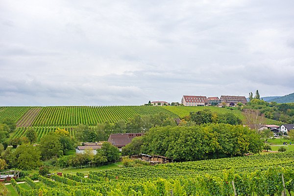 포토 JPG 해외이미지 나무 구름 여행 잎 밭 농업 과일 자연 하늘 포도 독일 풍경 사람없음 야외 초록색 여름 농작물 농장 와인 계곡 성장 시골 언덕 포도밭 포도나무 양조장 해외202004 해외포토 자연요소 식물 계절 유럽 산업 컬러 주류 과일나무 생태계 파일형식 이미지허브