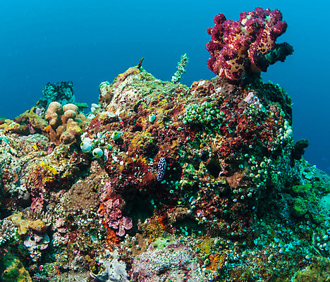 포토 JPG 해외이미지 식물 라이프스타일 아시아 별 야생동물 파도 바다 섬 오렌지 자연 불가사리 동양인 사람없음 빨간색 초록색 물 파란색 빛 컬러풀 세계 수중 스노클링 해조류 산호 잠수부 생태계 다이빙 발리 인도네시아 태평양 암초 수족관 스펀지 깊이 이국적 해외202004 해외포토 자연요소 동물 나라 컬러 과일 극피동물 인종 생활 수영 수상스포츠 해양식물 자포동물 전문직 수중스포츠 파일형식 이미지허브