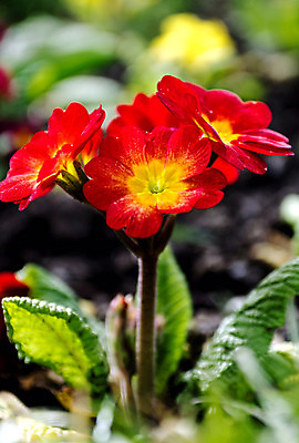 포토 JPG 해외이미지 식물 꽃 꽃무늬 사람없음 빨간색 초록색 노란색 봄 개화 원예 프리뮬러 해외202004 해외포토 계절 컬러 무늬 취미 파일형식 이미지허브