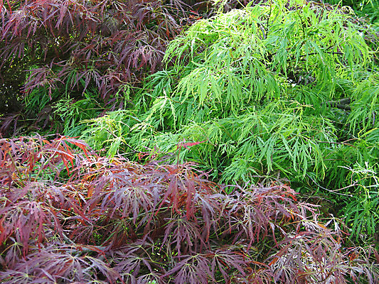 포토 JPG 해외이미지 주간 나무 식물 공원 잎 자연 사람없음 야외 가로 빨간색 초록색 환경 봄 성장 나뭇가지 가득함 묘사 유기농 해외202004 해외포토 자연요소 웰빙 계절 공공시설 컬러 생태계 파일형식 이미지허브