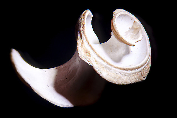 포토 JPG 해외이미지 모양 동물 야생동물 백그라운드 검은배경 주택 나선형 사람없음 검은색 껍질 자르기 묘사 유기농 서식 달팽이 생물학 고립 무료 차단 해외202004 해외포토 웰빙 교육 컬러 무늬 모션 연체동물 건물 파일형식 이미지허브